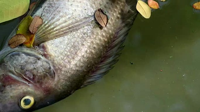 死鱼和树叶漂浮浮游藻类水