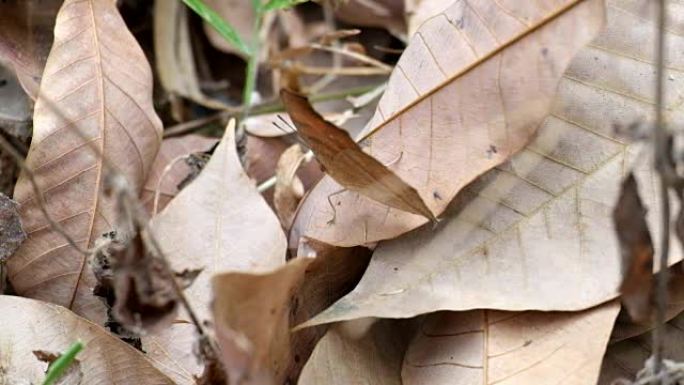 枯叶蝴蝶 (Kallima inachus)