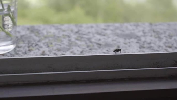 苍蝇沿着窗户爬行。