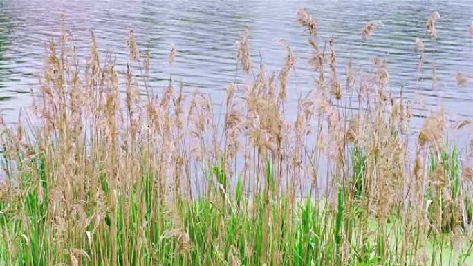 芦苇草在水面前的风中飘扬