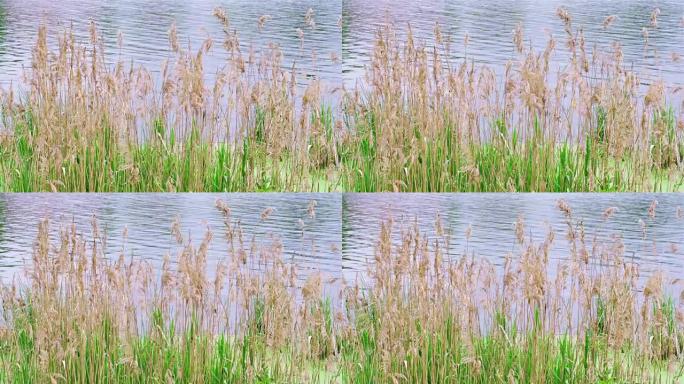 芦苇草在水面前的风中飘扬