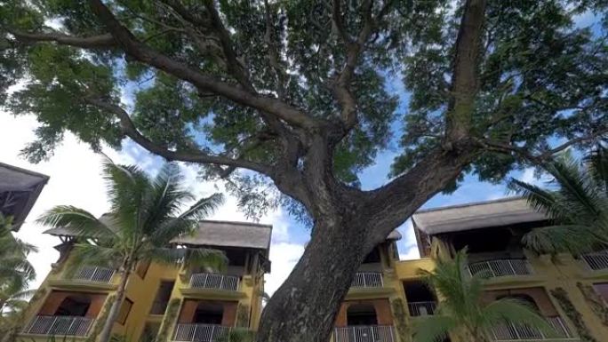 热带度假胜地的酒店和树木