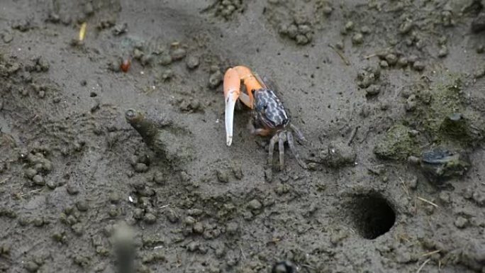 红树林中的螃蟹 (Sesarma meder)