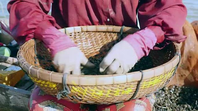 女人从竹篮中的岩石中整理河蛤