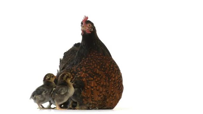 母鸡保护她的小鸡