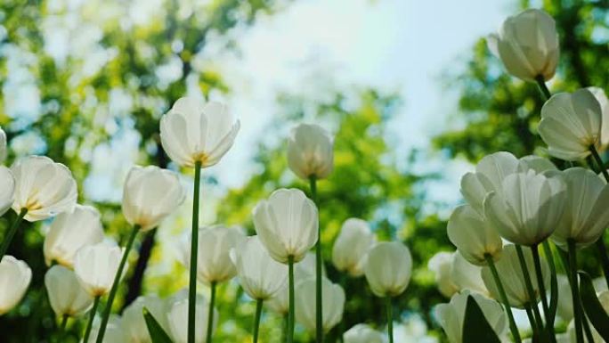 白色郁金香靠着绿树的蓝天。较低的拍摄点