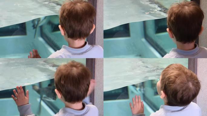 孩子喜欢看洪堡企鹅在游泳池游泳