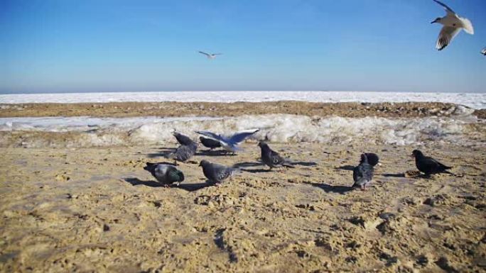 冬天，鸽子和海鸥在海滩上吃面包，冰封的海洋背景。慢动作