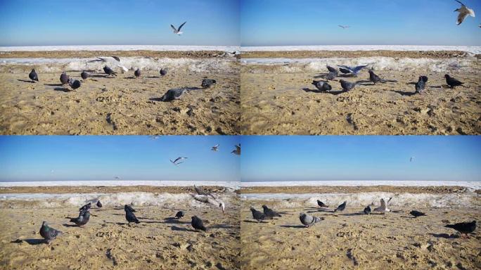 冬天，鸽子和海鸥在海滩上吃面包，冰封的海洋背景。慢动作
