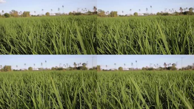 稻秆在风中摇曳的绿野，高清视频