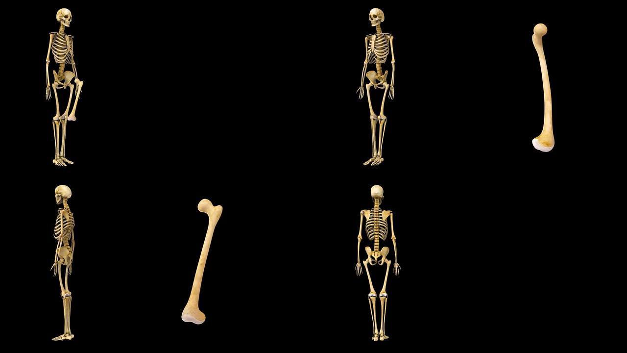 人体骨骼股骨
