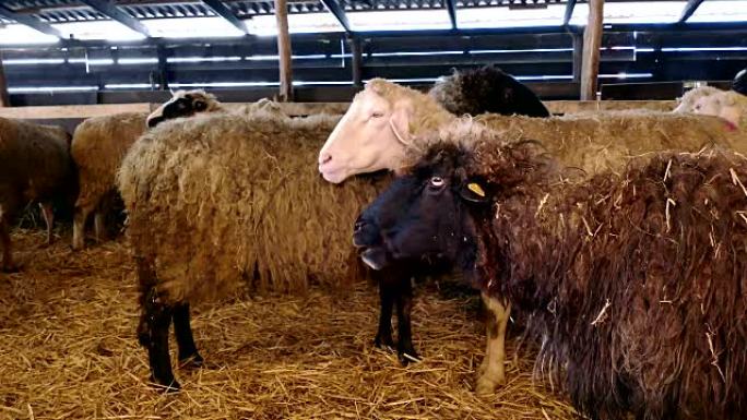 农场动物上的绵羊和羔羊