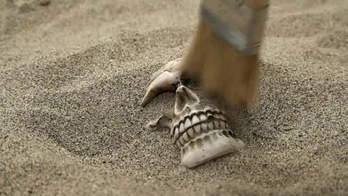 人类头骨从沙子上刷了出来