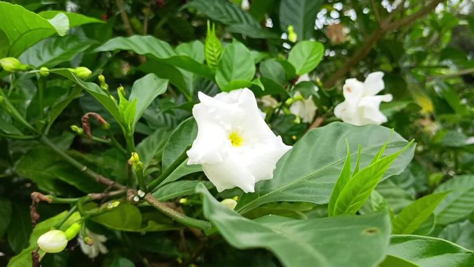 好一朵栀子花开 诗意栀子花