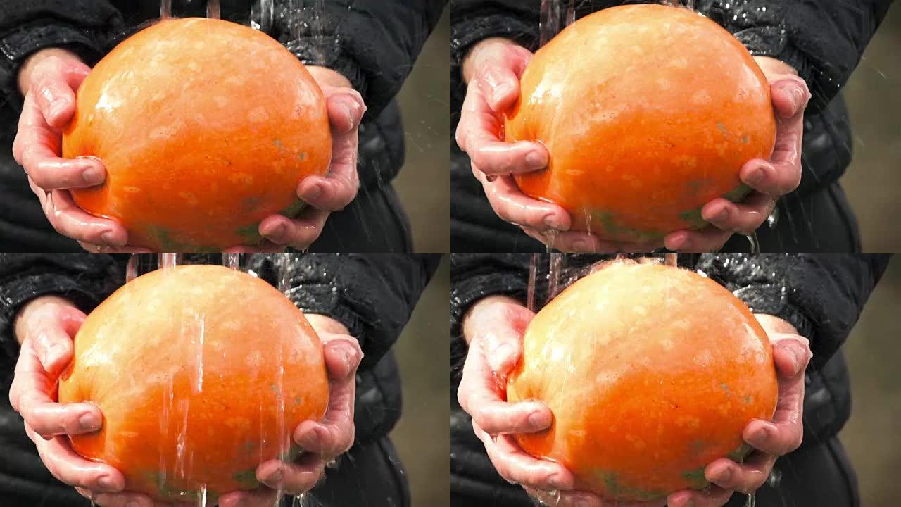 水在新鲜的橙色南瓜上流动在人的手中