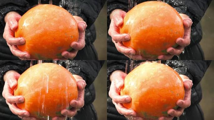 水在新鲜的橙色南瓜上流动在人的手中