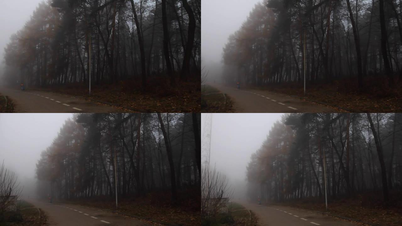 秋天的雾林，低角度的景色