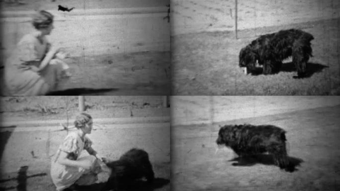1934: 女人玩fetch与家人回来的长卷发狗。