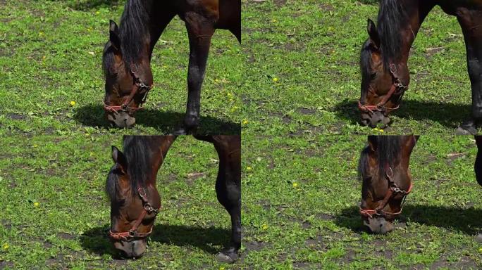 黑褐色马马种马与黑色鬃毛咀嚼食物。他尝试不同种类的植物来品尝。马在马s附近的围场中行走。夏天阳光明媚