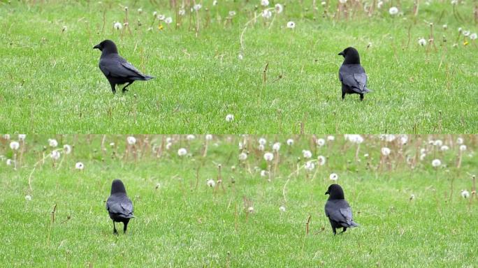 乌鸦在绿草中行走的慢动作