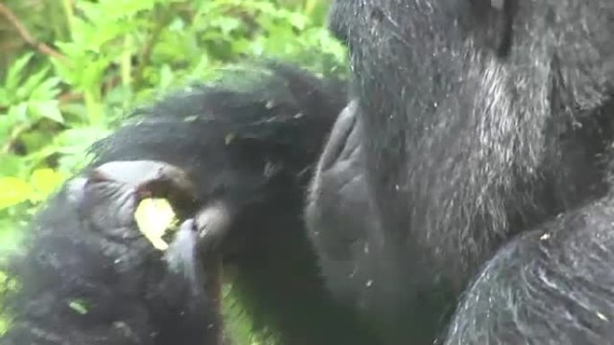 野生大猩猩卢旺达热带森林
