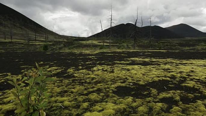 火山附近的死林库存录像