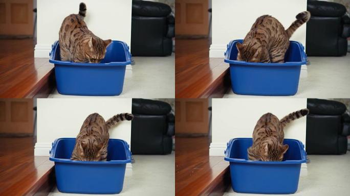4k猫使用垃圾箱-库存视频