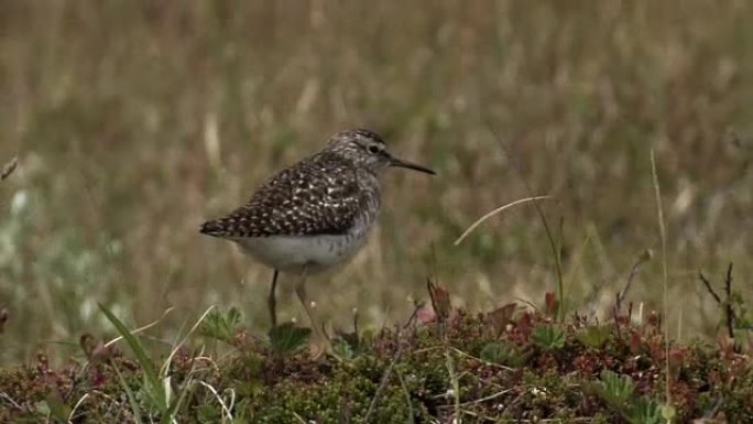 Bruchwasserläufer - Tringa glareola - Wood sandpip