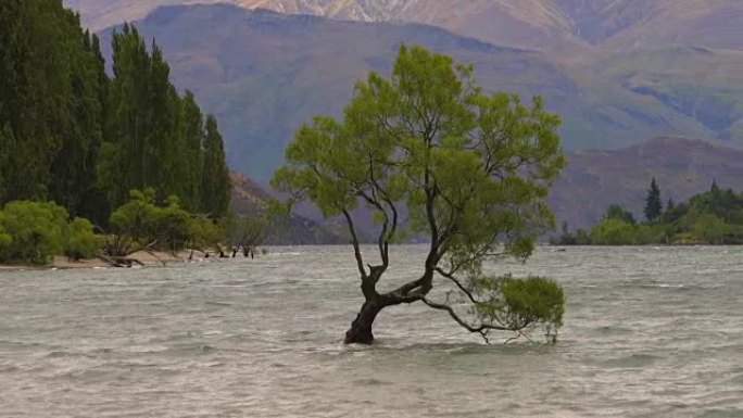 新西兰瓦纳卡湖的孤树