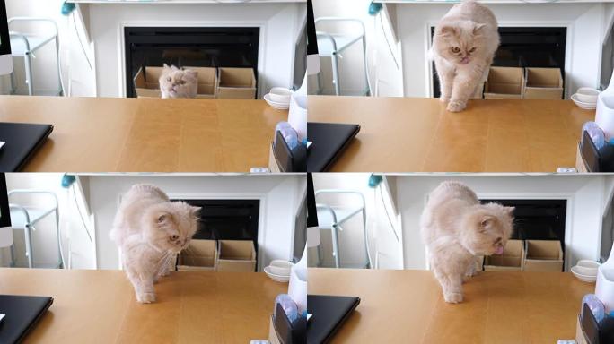 波斯猫在桌子上跳跃的慢动作