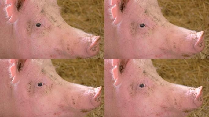 猪的脸。