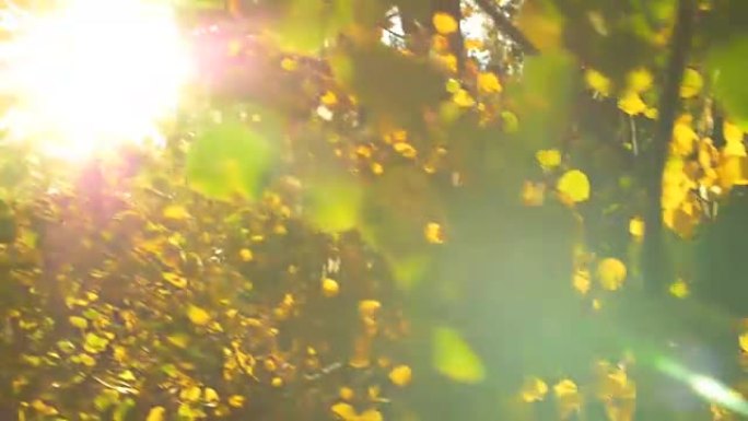 在科罗拉多州秋季的金色白杨树枝上移动镜头耀斑