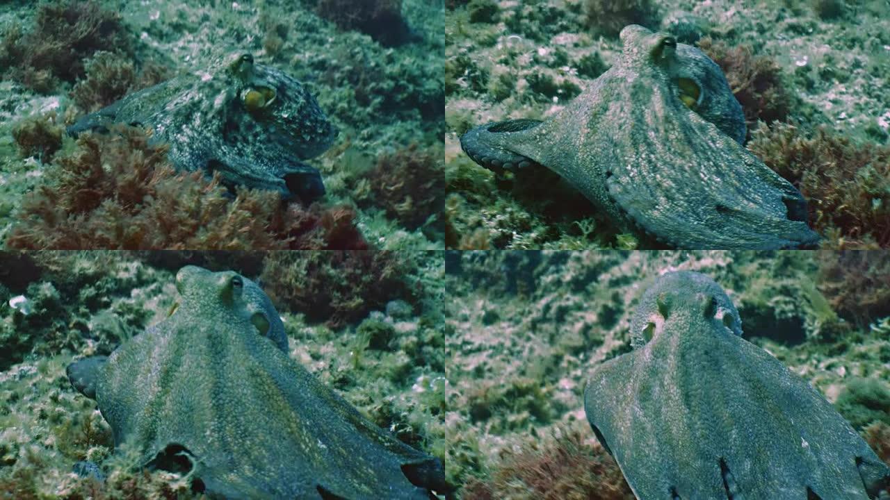 大章鱼在礁石景观上移动