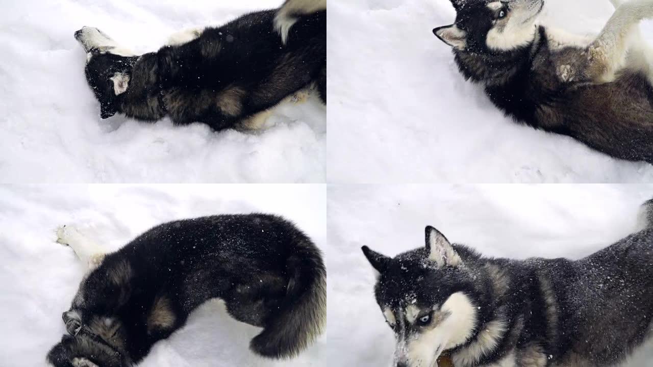 西伯利亚哈士奇狗在冬季森林中散步和奔跑，慢动作