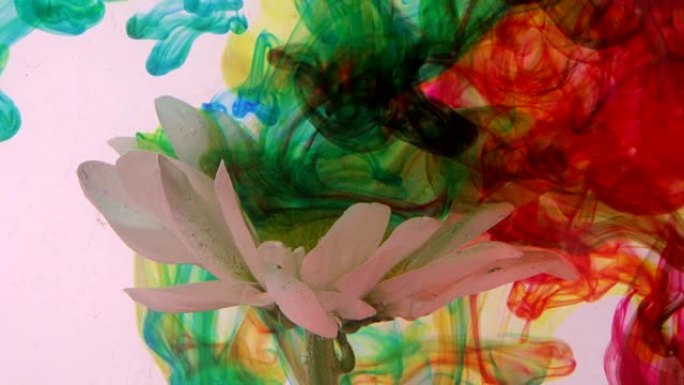 抽象的自然概念，为白色雏菊花增添色彩
