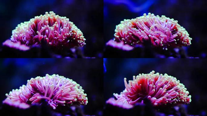 石质珊瑚