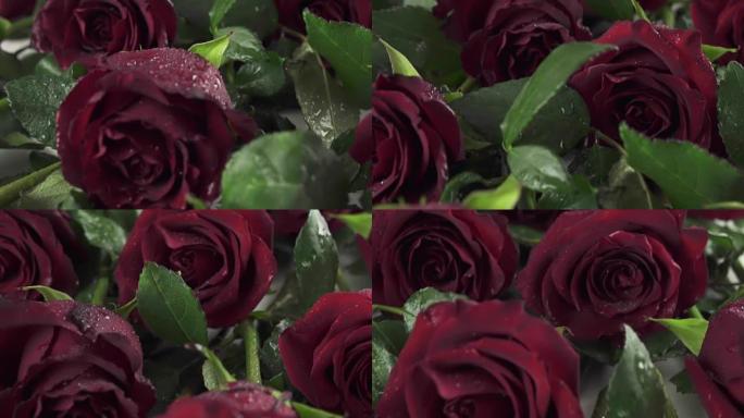 背景红玫瑰与水滴慢动作库存录像