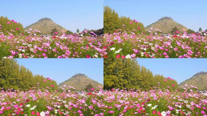 蓝天背景的宇宙花田平移镜头