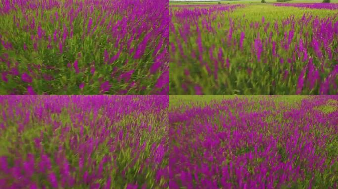 一大片美丽的紫色花朵鸢尾花的鸟瞰图