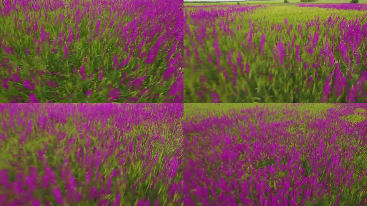 一大片美丽的紫色花朵鸢尾花的鸟瞰图