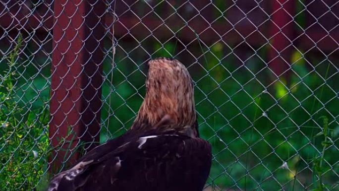 老鹰掘墓人(鸟皇鹰)安静地坐在动物园的围栏里。鹰吃了，为什么他表现得很安静。