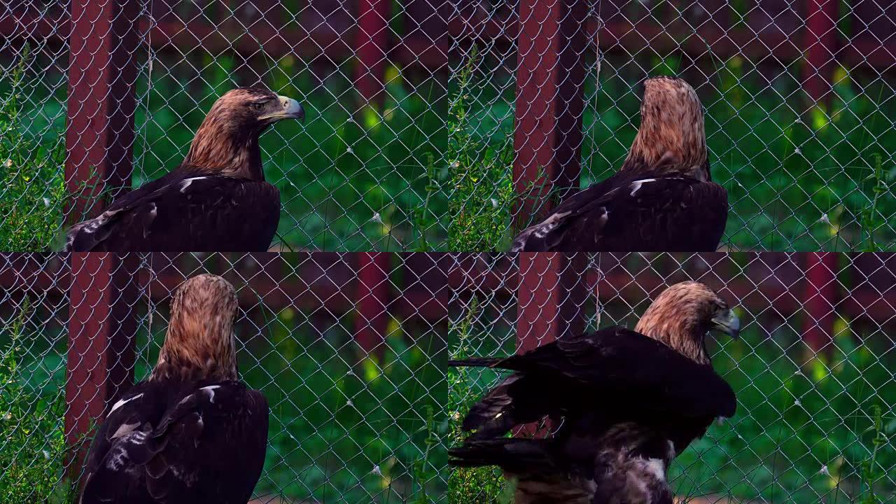 老鹰掘墓人(鸟皇鹰)安静地坐在动物园的围栏里。鹰吃了，为什么他表现得很安静。