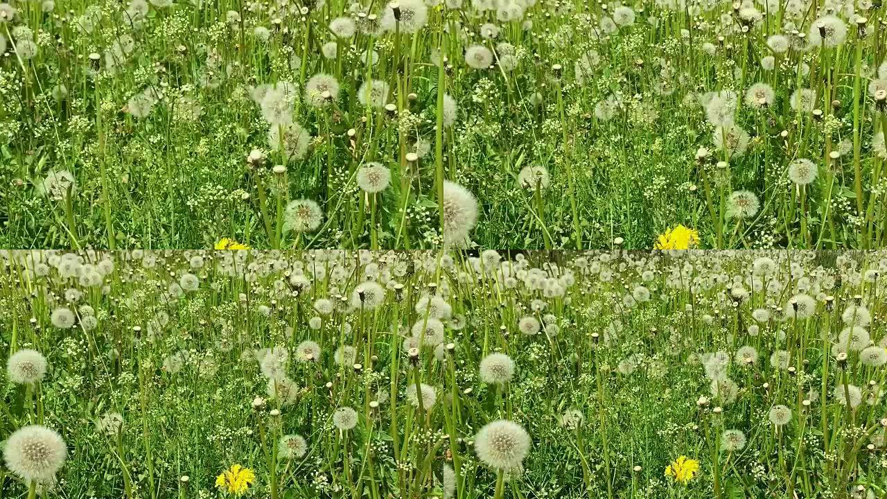 在绿草地上摇摆的吹气球。多莉缩小。清新绿色背景美丽的鲜花场景。夏日绿色草地。大片黄色蒲公英阳光明媚的