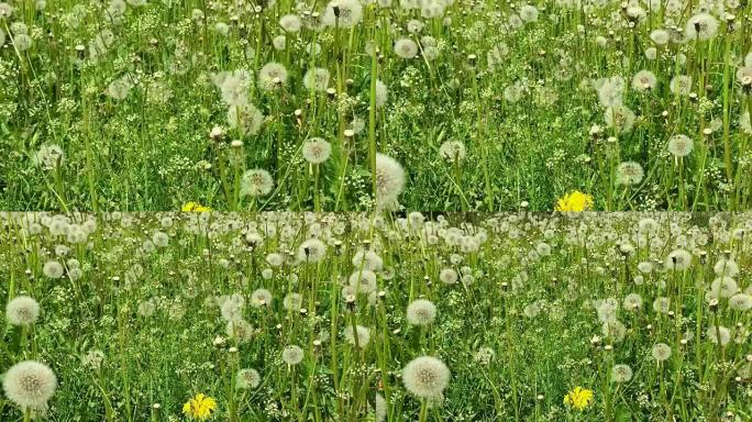 在绿草地上摇摆的吹气球。多莉缩小。清新绿色背景美丽的鲜花场景。夏日绿色草地。大片黄色蒲公英阳光明媚的