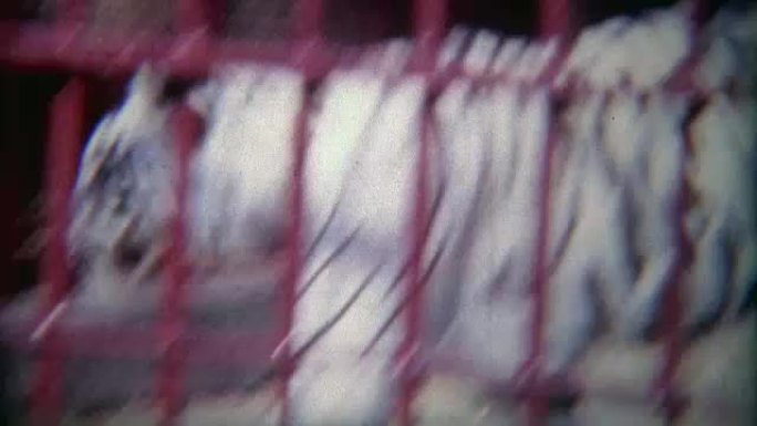 1973: 雪虎在笼子里用粗铁条。
