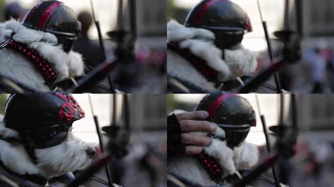 戴头盔和太阳镜的狗的特写镜头。可爱的狗即将和骑自行车的人一起骑车