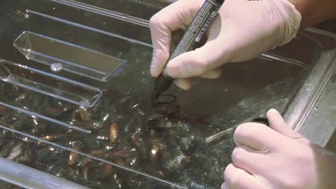 用手套标记盖塑料透明容器烹饪，用标记清洗过的贻贝