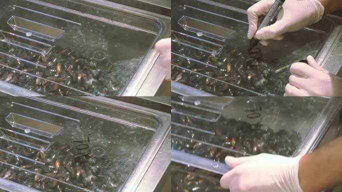 用手套标记盖塑料透明容器烹饪，用标记清洗过的贻贝