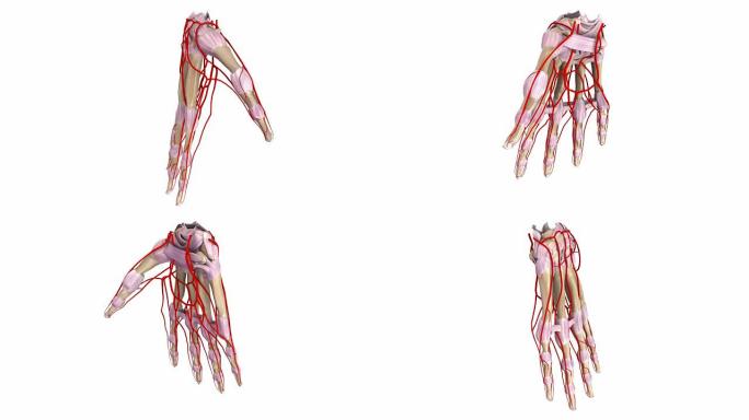 手掌有韧带和动脉