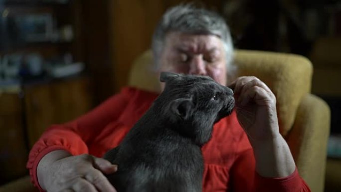 坐在扶手椅上的老妇人给她的猫一个美味的款待